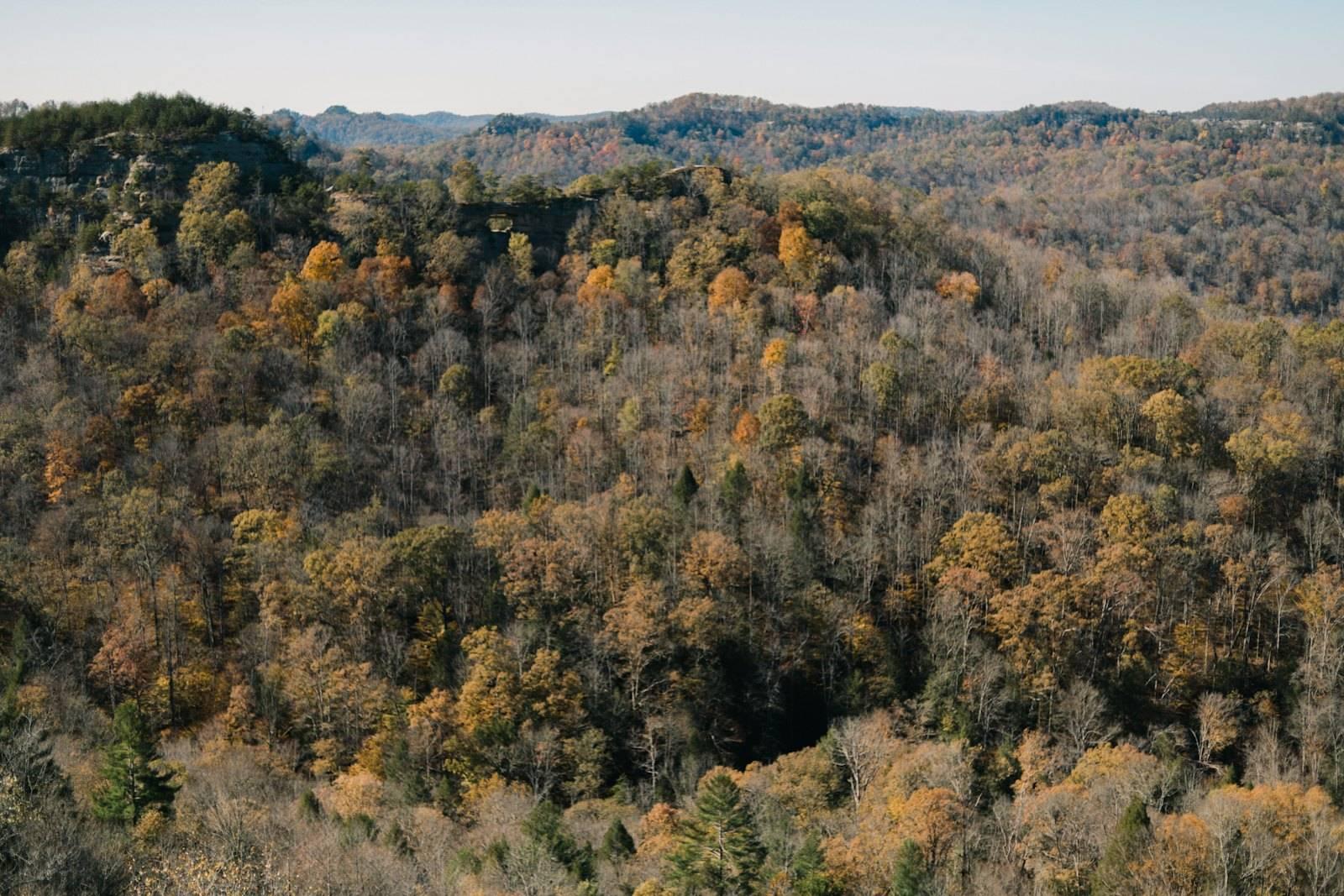 Green and brown trees under white sky during daytime