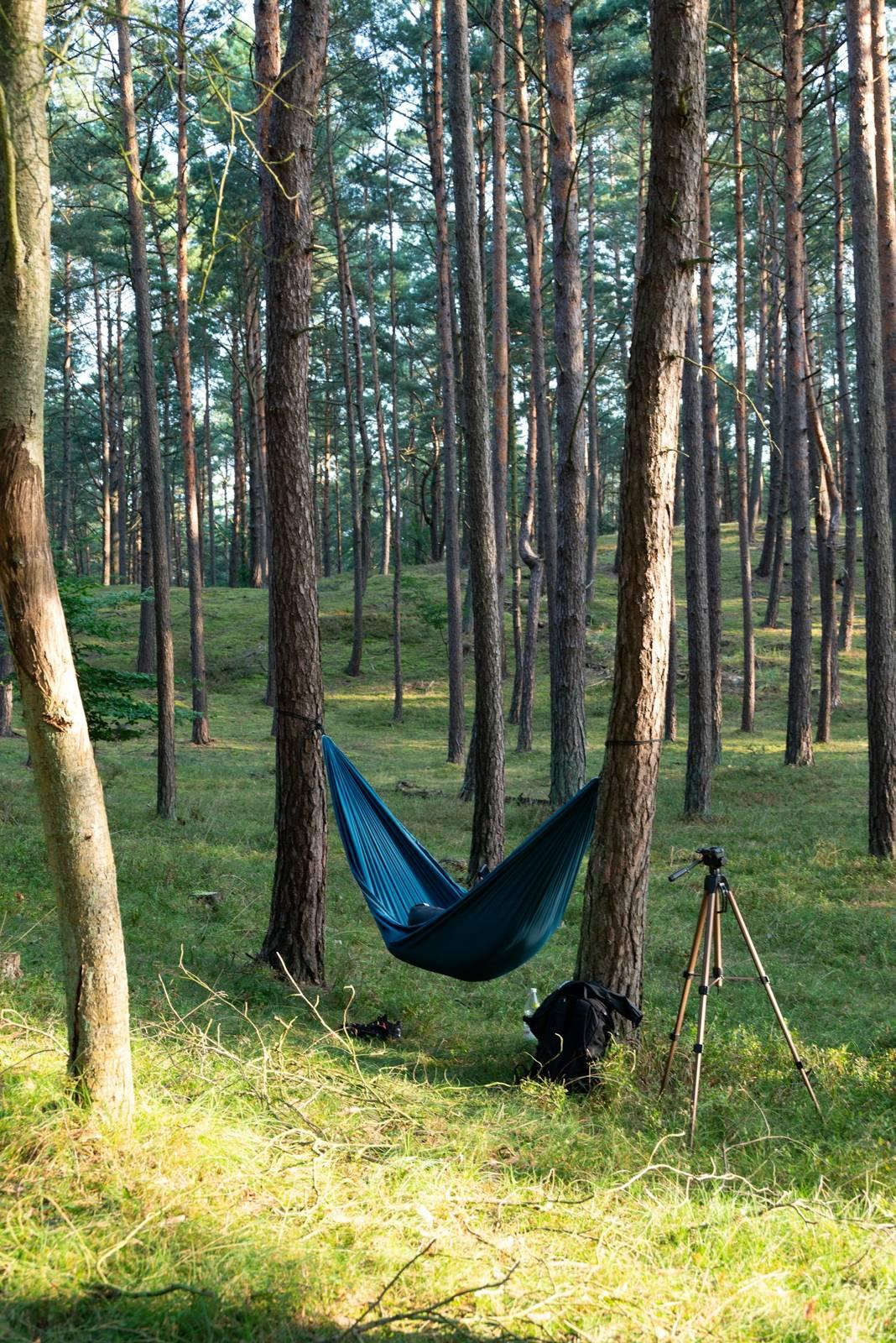 A hammock in the middle of a forest
